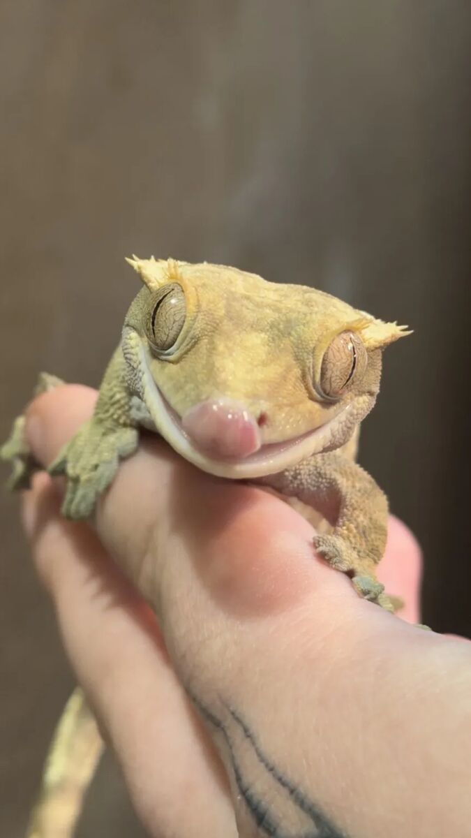 A crested gecko licking its lips