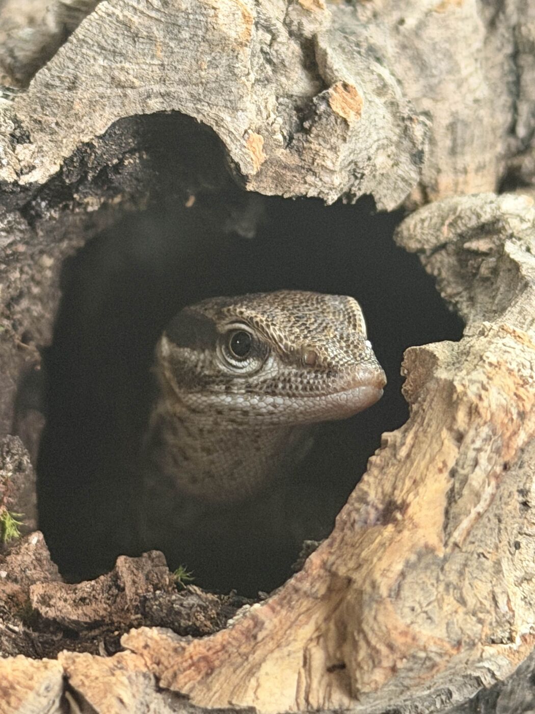 A lizard peeking out of a cork bark hide