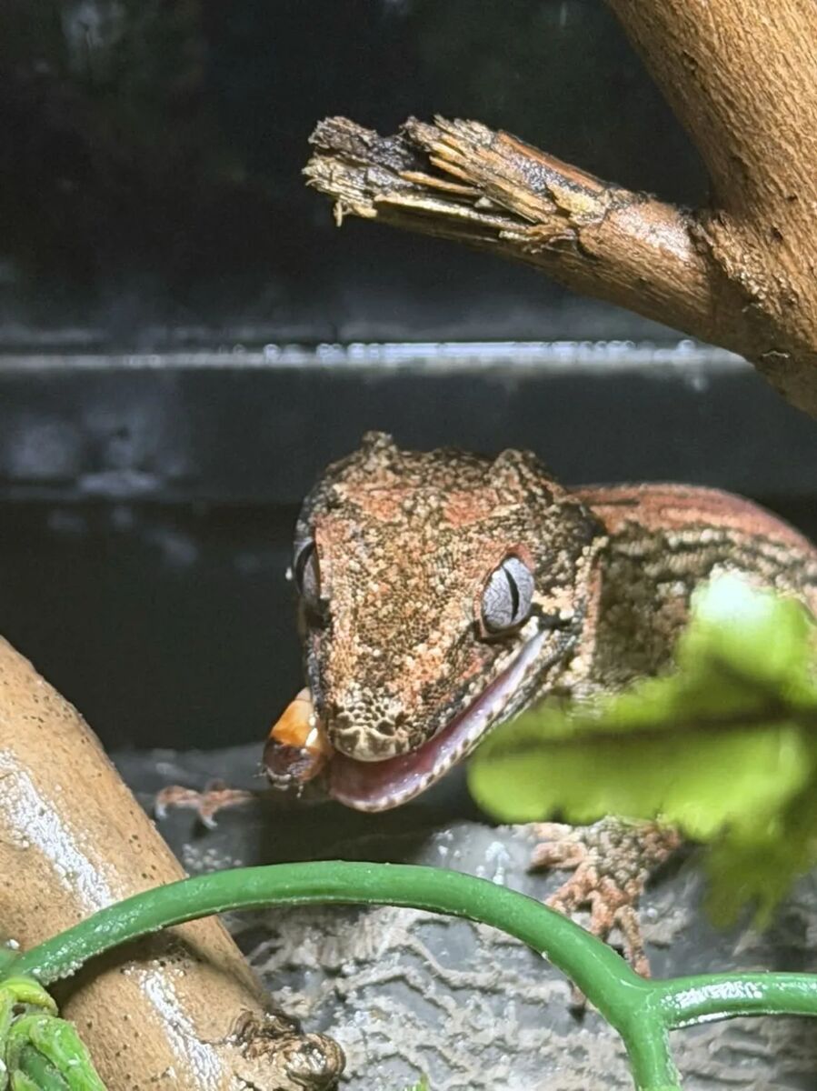 Lucifer, an orange stripe gargoyle gecko, eating a hopper