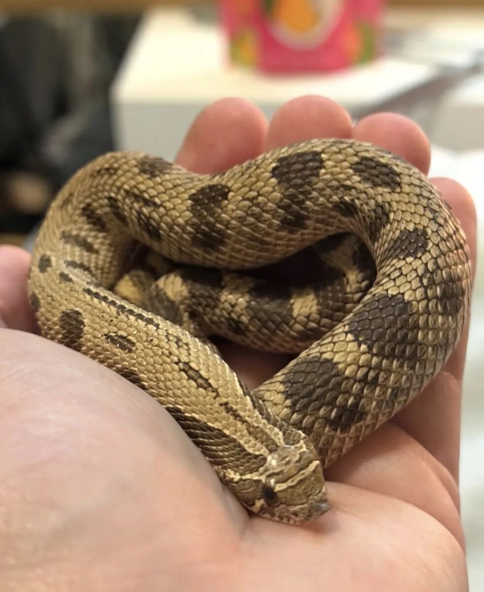 A western hognose snake curled in a hand